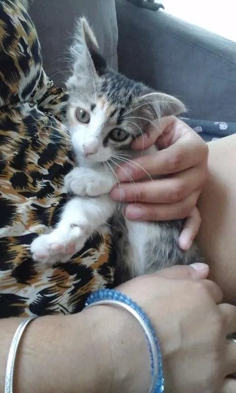 Gato raça indefinida idade 2 a 6 meses nome sem nome