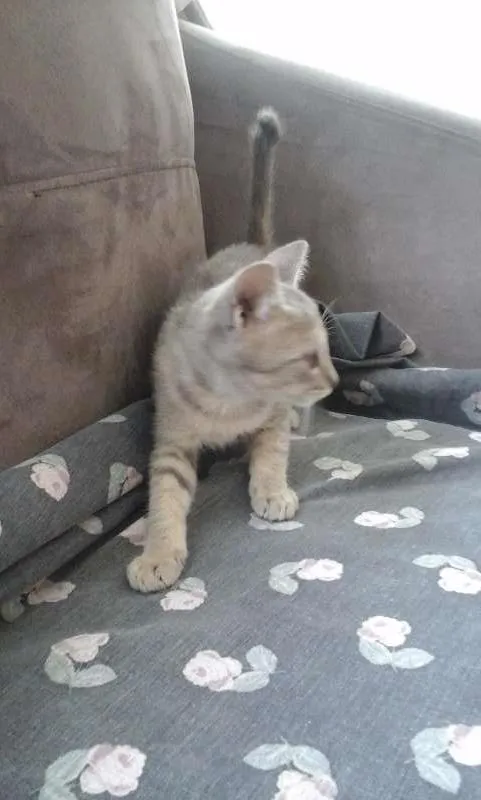 Gato raça indefinida idade 2 a 6 meses nome sem nome