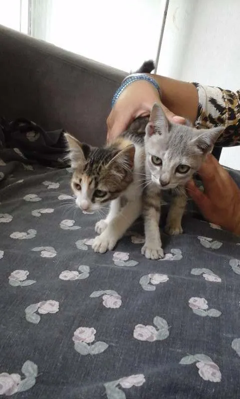 Gato raça indefinida idade 2 a 6 meses nome sem nome