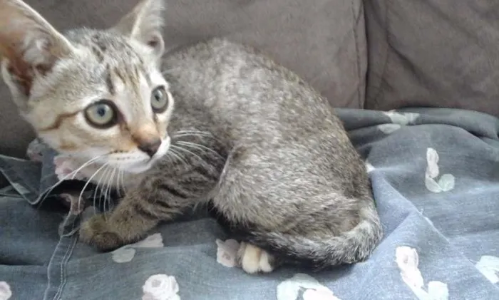 Gato raça indefinida idade 2 a 6 meses nome sem nome