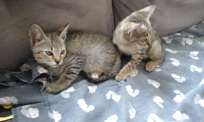 Gato raça indefinida idade 2 a 6 meses nome sem nome