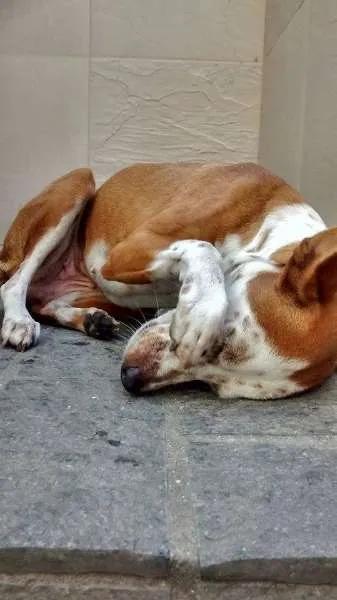 Cachorro ra a Mestiça idade 1 ano nome Morena