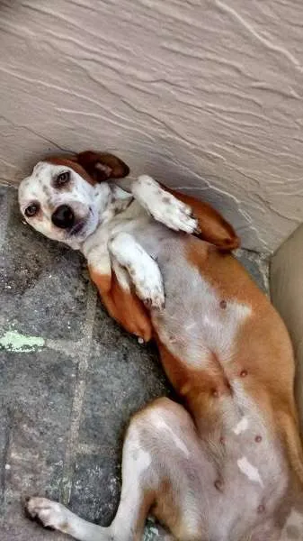 Cachorro ra a Mestiça idade 1 ano nome Morena