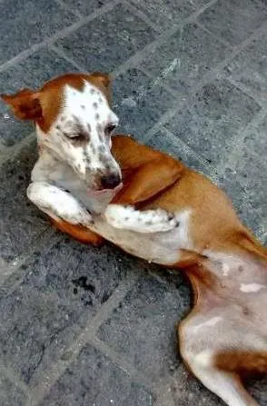 Cachorro ra a Mestiça idade 1 ano nome Morena