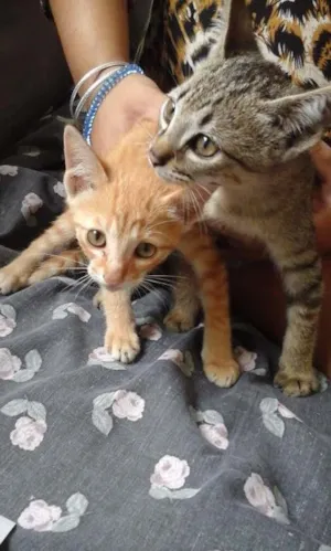 Gato raça indefinida idade 2 a 6 meses nome sem nome