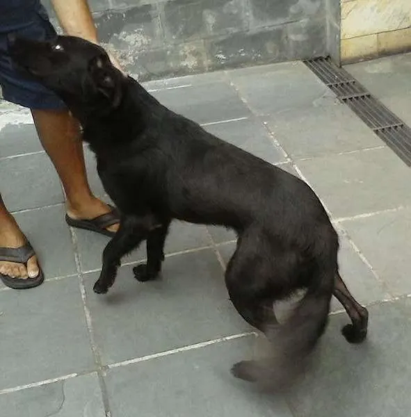 Cachorro raça vira lata idade  nome Pretinhos
