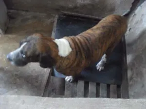 Cachorro raça fila brasileiro idade 5 anos nome hussein