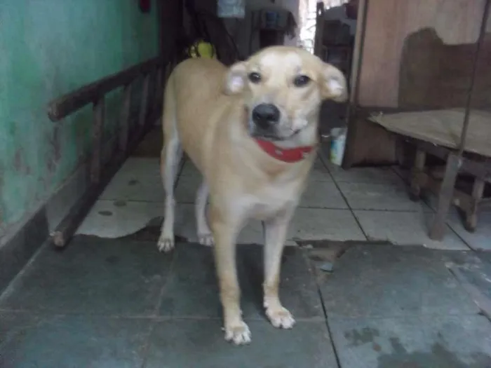 Cachorro raça fila brasileiro idade 5 anos nome hussein