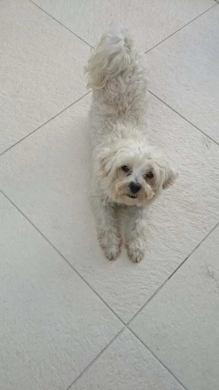Cachorro ra a Maltês  idade 5 anos nome Bob