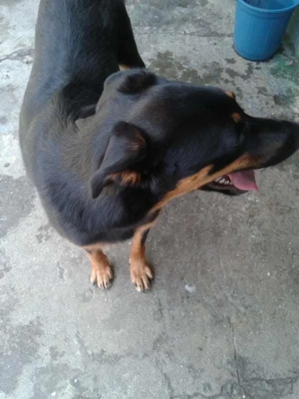 Cachorro ra a SRD idade 1 ano nome Fiona