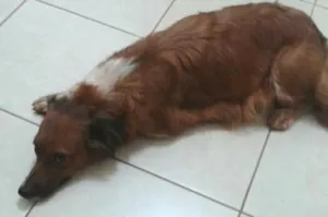 Cachorro raça bonita idade 3 anos nome pitucha