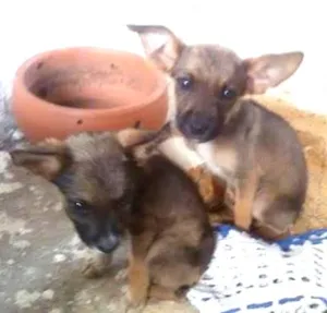 Cachorro raça Viralata idade 2 a 6 meses nome Dog