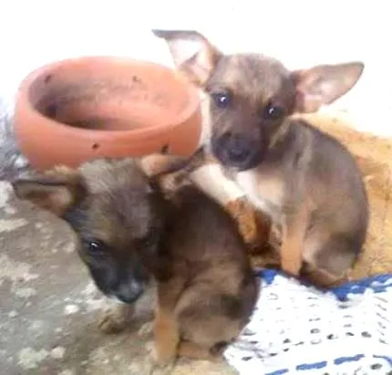 Cachorro ra a Viralata idade 2 a 6 meses nome Dog