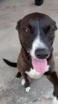 pretinha