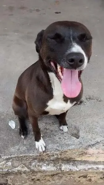 Cachorro ra a mestiça idade 3 anos nome pretinha