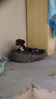 pretinha