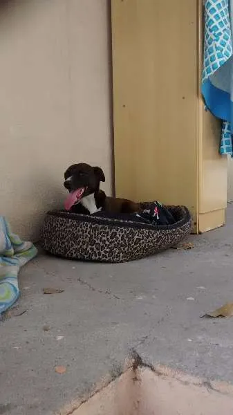 Cachorro ra a mestiça idade 3 anos nome pretinha