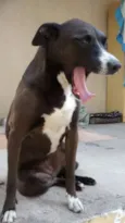 pretinha