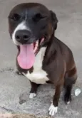 pretinha