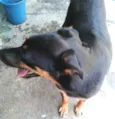 Fiona