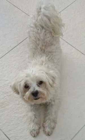 Cachorro raça Maltês  idade 5 anos nome Bob