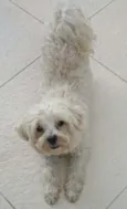 Bob