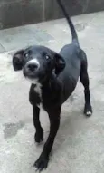 Pretinhos