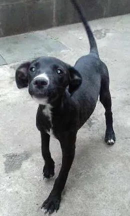 Cachorro raça vira lata idade  nome Pretinhos