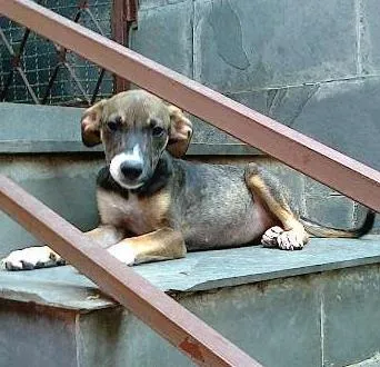 Cachorro raça vira lata idade  nome Pretinhos