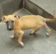 Pretinhos