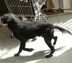 Cachorro raça vira lata idade  nome Pretinhos