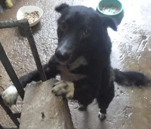 Cachorro raça fila brasileiro idade 5 anos nome hussein