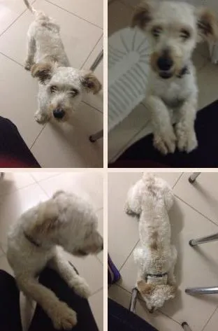 Cachorro ra a Poodle com outra raça  idade  nome Não sei