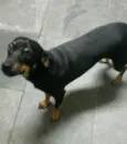 Nina