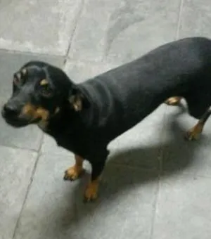 Cachorro raça SRD idade 2 anos nome Nina