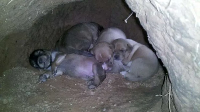 Cachorro raça  idade Abaixo de 2 meses nome Recém nascidos