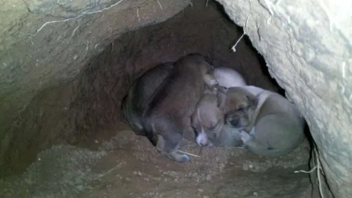 Cachorro raça  idade Abaixo de 2 meses nome Recém nascidos