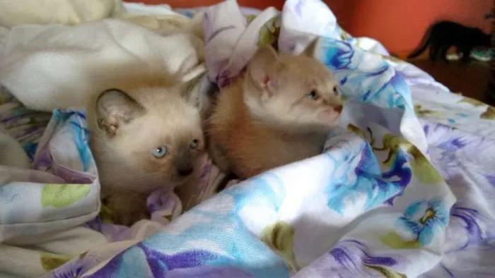 Gato ra a SRD idade Abaixo de 2 meses nome PÉROLA E CRISTAL