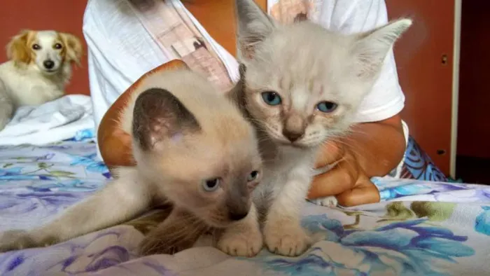 Gato ra a SRD idade Abaixo de 2 meses nome PÉROLA E CRISTAL
