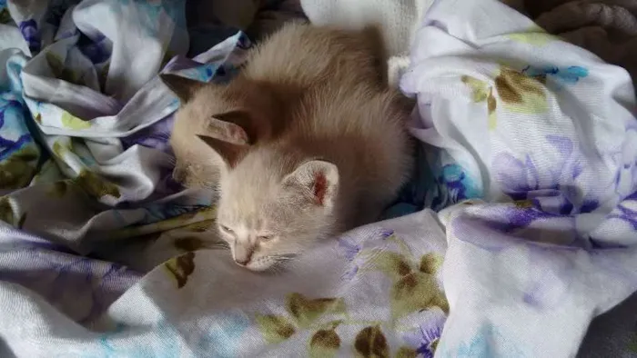 Gato ra a SRD idade Abaixo de 2 meses nome PÉROLA E CRISTAL