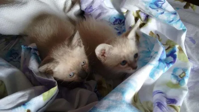 Gato ra a SRD idade Abaixo de 2 meses nome PÉROLA E CRISTAL