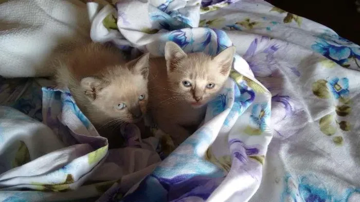 Gato ra a SRD idade Abaixo de 2 meses nome PÉROLA E CRISTAL