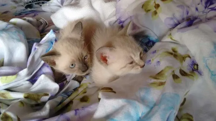 Gato ra a SRD idade Abaixo de 2 meses nome PÉROLA E CRISTAL