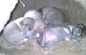 Cachorro raça  idade Abaixo de 2 meses nome Recém nascidos