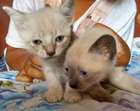 Gato ra a SRD idade Abaixo de 2 meses nome PÉROLA E CRISTAL