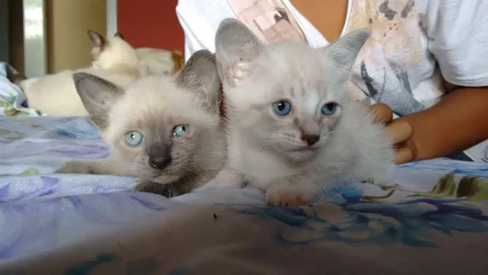 Gato ra a SRD idade Abaixo de 2 meses nome PÉROLA E CRISTAL
