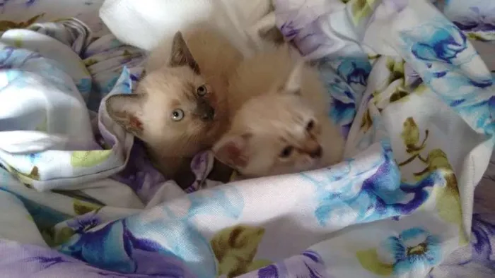 Gato ra a SRD idade Abaixo de 2 meses nome PÉROLA E CRISTAL