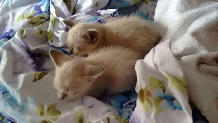 Gato ra a SRD idade Abaixo de 2 meses nome PÉROLA E CRISTAL