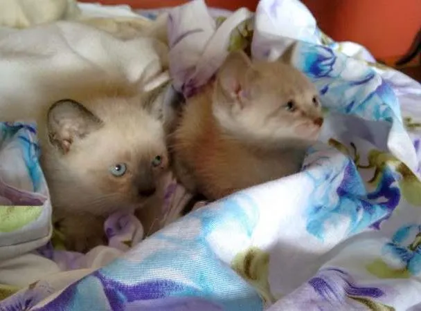 Gato ra a SRD idade Abaixo de 2 meses nome PÉROLA E CRISTAL