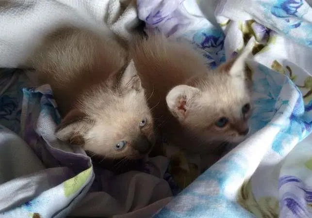 Gato ra a SRD idade Abaixo de 2 meses nome PÉROLA E CRISTAL